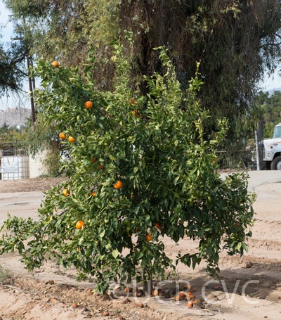 US Furr mandarin crc4238004.jpg