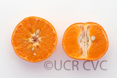 US Furr mandarin crc4238005.jpg