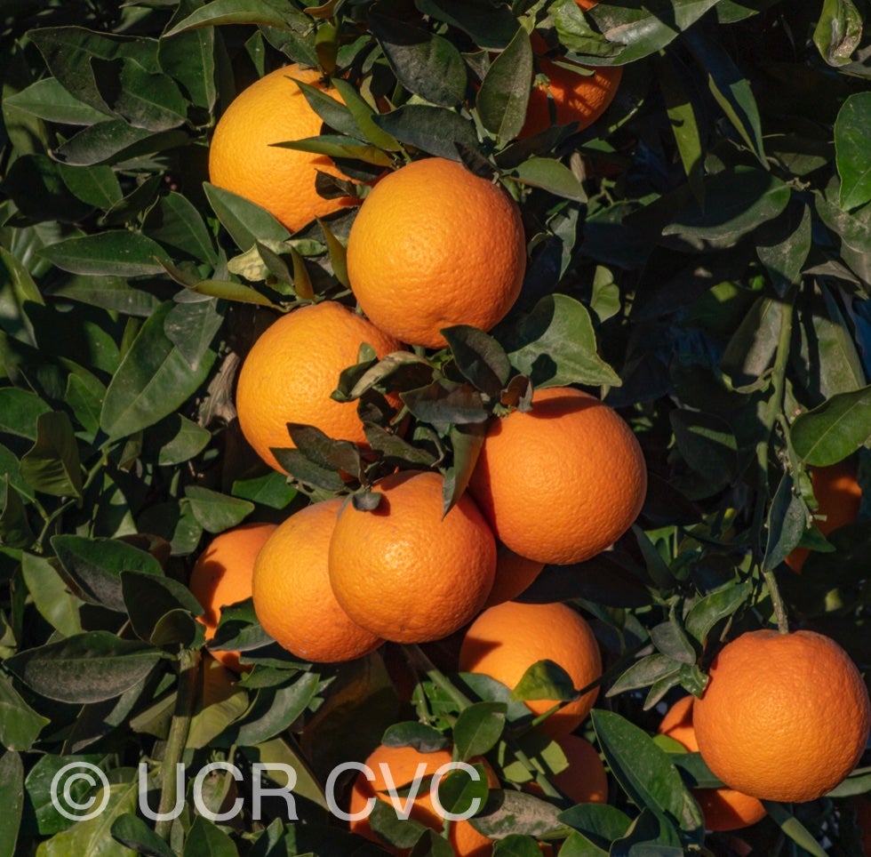 gardner_sweet_orange_crc_4236_010.jpg