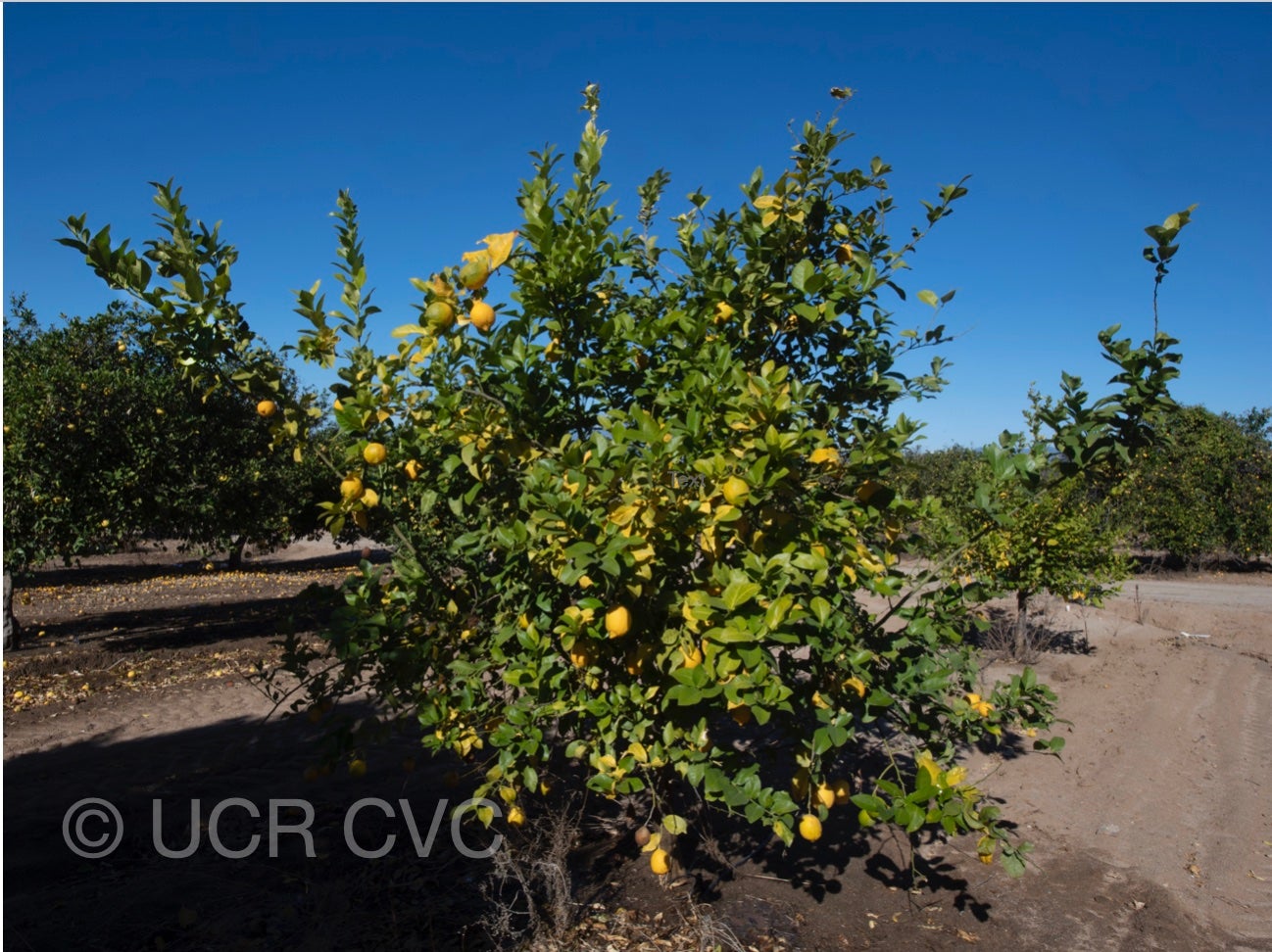 genova_eea_tucuman_lemon_crc_4250_001
