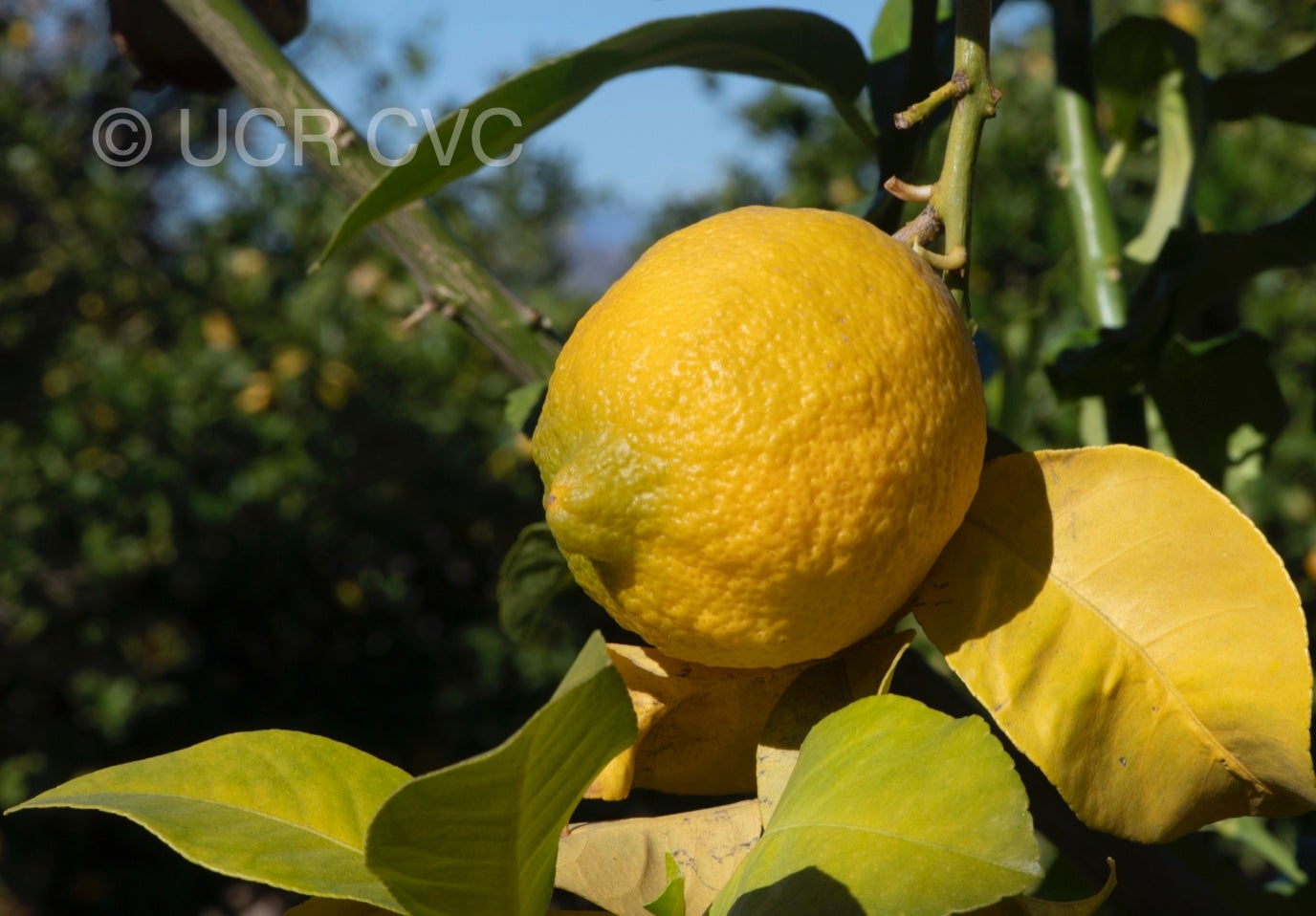 genova_eea_tucuman_lemon_crc_4250_002