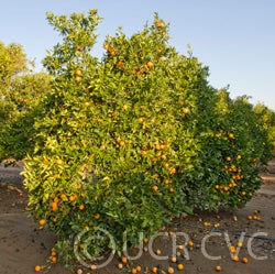 Grosse Ronde blood orange