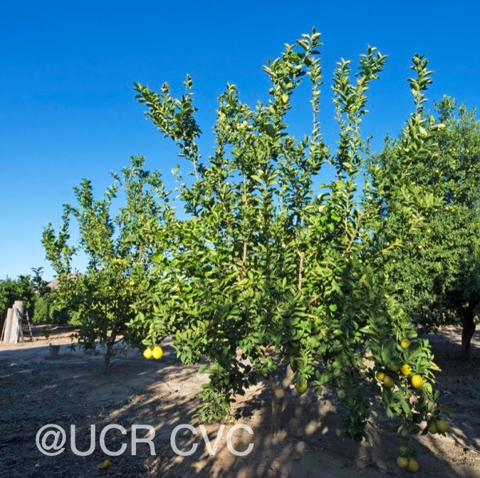 gul-gul_lemon_hybrid_crc_4235_001.jpg