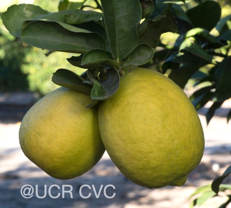 gul-gul_lemon_hybrid_crc_4235_002.jpg