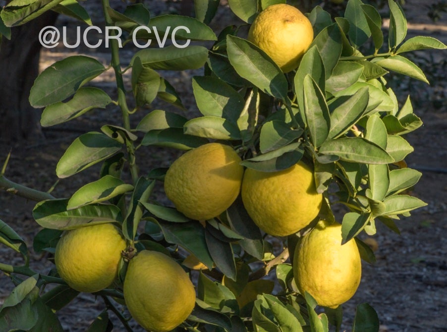 gul-gul_lemon_hybrid_crc_4235_003.jpg