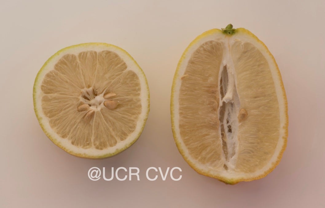 gul-gul_lemon_hybrid_crc_4235_005.jpg
