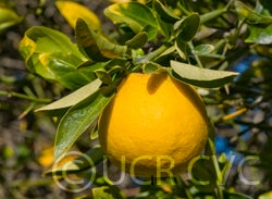 hallgrapefruitxtrifoliatecrc3821001.jpg