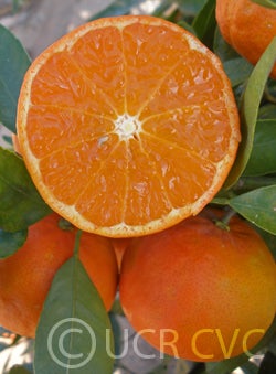 Hansen mandarin