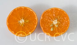 Hansen mandarin sliced open