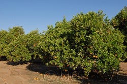 Hart's Late Valencia orange crc314001