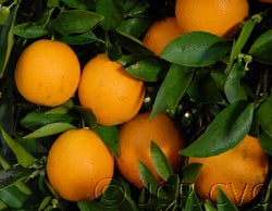 Hart's Late Valencia orange crc314002