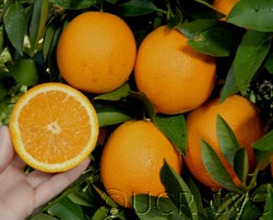 Hart's Late Valencia orange crc314003