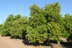 Hart's Tardiff Valencia orange crc570001