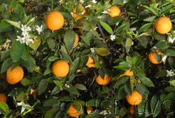 Hart's Tardiff Valencia orange crc570002