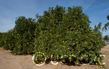 Hassaku pummelo hybrid (CRC 3942) crc3942003