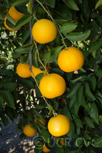 Hassaku pummelo hybrid (CRC 3942) crc3942005