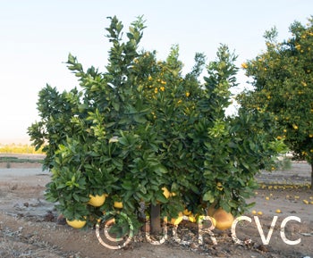 Hawaiian pummelo (RRUT 143) rrut143001