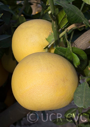 Hawaiian pummelo (RRUT 143) rrut143002