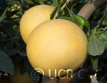 Hawaiian pummelo (RRUT 143) rrut143003