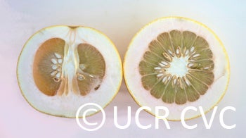 Hawaiian pummelo (RRUT 143) rrut143004