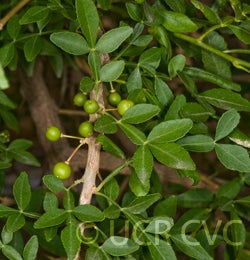 hesperethusacrenulata2879001