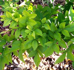 hesperethusacrenulata_000