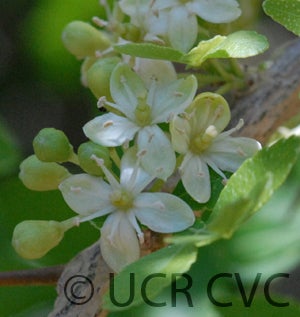 hesperethusaflower003