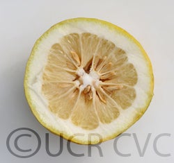 hiroshimana3904cvc004