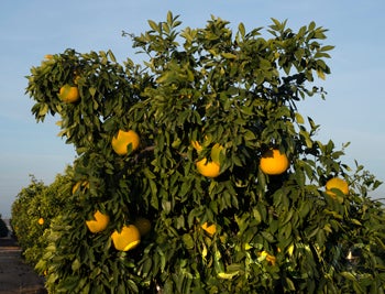 hiroshimananatsuzabonpummelohybridcrc3275005