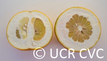 hiroshimananatsuzabonpummelohybridcrc3275006_000