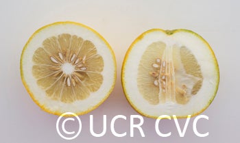 hiroshimananatsuzabonpummelohybridcrc3904004_000