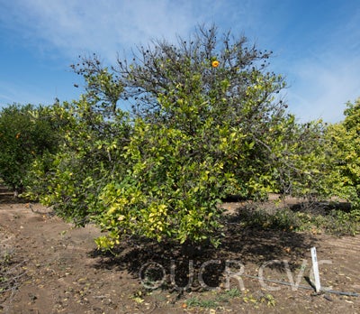 Huang Yen Man Chieh mandarin crc3897002