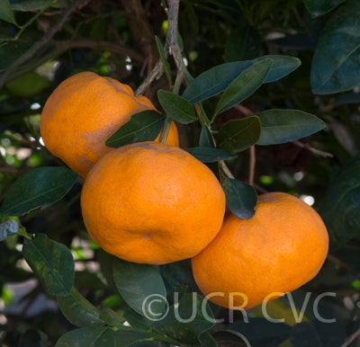 Huang Yen Man Chieh mandarin crc3897003