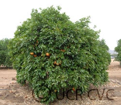 Hudson Foster cvc002