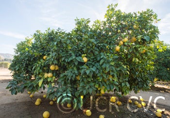 Hunan Pummelo crc1225001