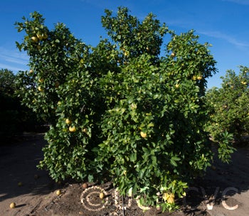 Hunan Pummelo crc1225002