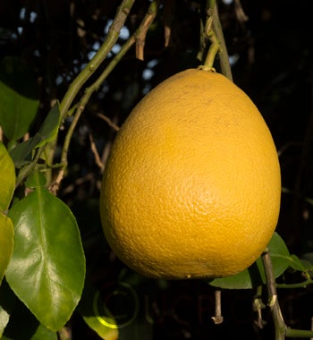 Hunan Pummelo crc1225003