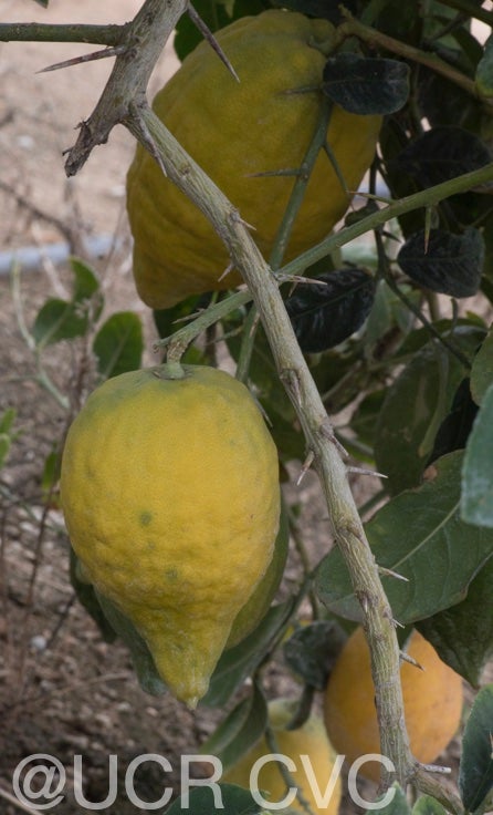 indian_citron_hybtid_crc_138a_001.jpg