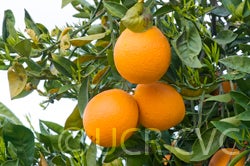 Johnson navel orange 005