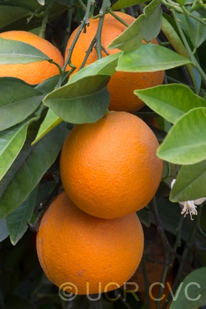 Joppa sweet orange 004