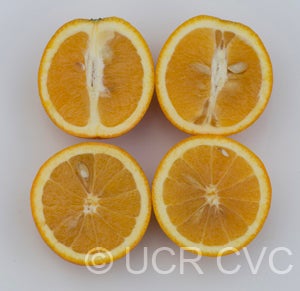 Joppa sweet orange 006