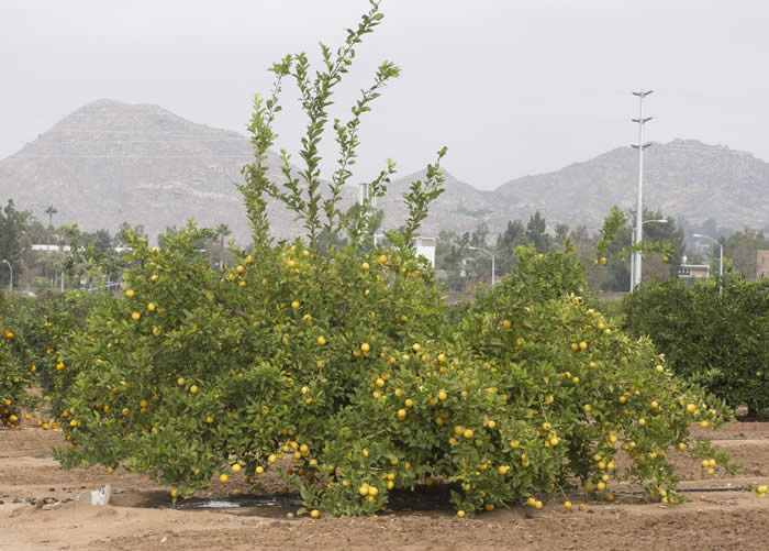 Jullunder Khatti rough lemon 001