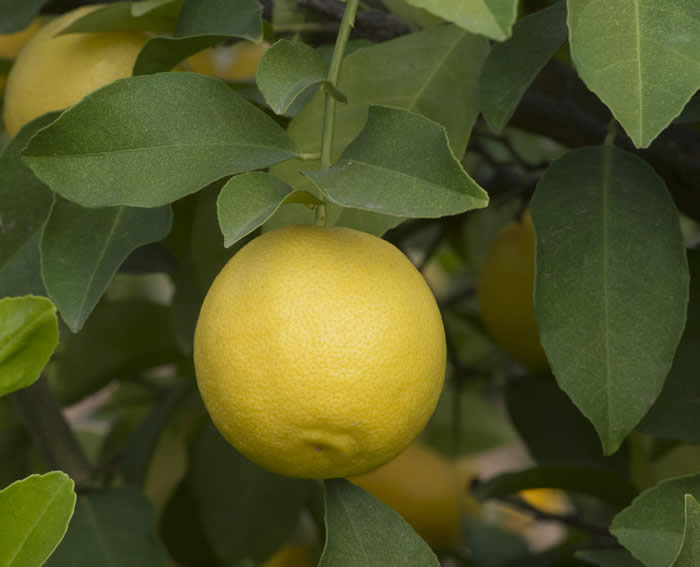 Jullunder Khatti rough lemon 004