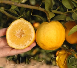 Jullunder Khatti rough lemon 03