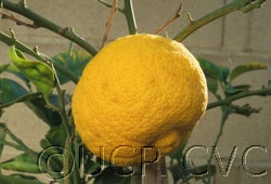 Kabosu (Kabusu) papeda hybrid 000