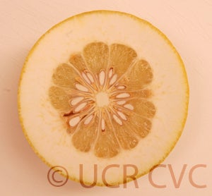 Kao Pan pummelo (CRC 3948) 001