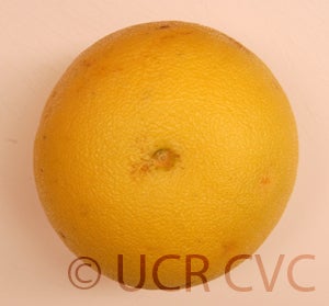 Kao Pan pummelo (CRC 3948) 004