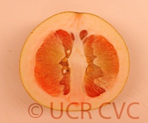 Unnamed pummelo  kaopanne2241001_000.jpg