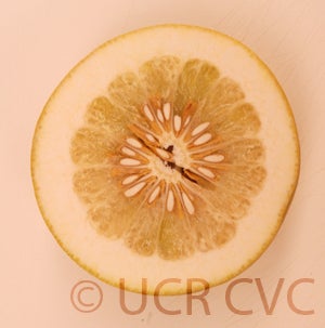 Kao Pan pummelo (CRC 2242) 4001