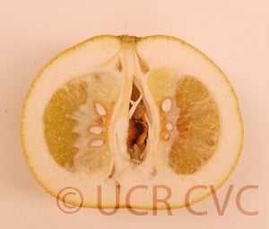 Kao Pan pummelo (CRC 2242) 4002